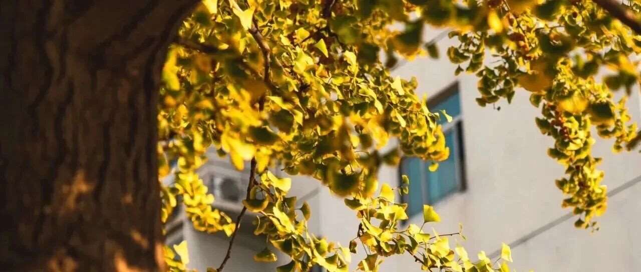 明理笃行，精工致远｜MBA/EMBA第三批次商领计划本周日重磅启幕