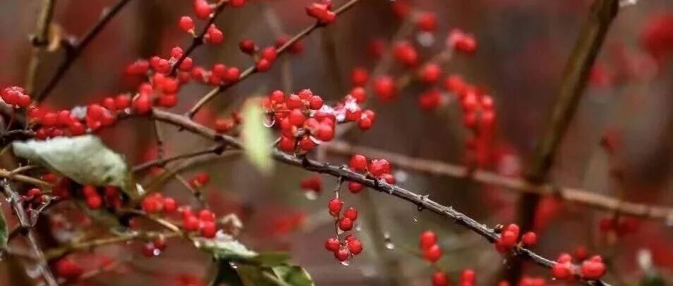 四川大学2026年工商管理硕士MBA项目信息&复试指南